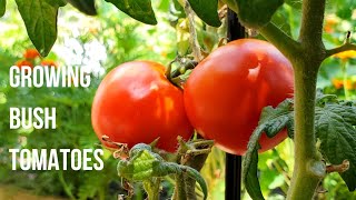 How to grow bush tomatoes at home in pots or containers