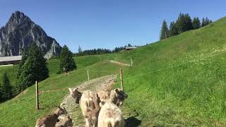 8 SR. "Camino de Santiago, Stage 2 Einsiedeln - Schwyz. Livestock and Alpine Landscape".