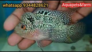 Egg laid Koky Female 🔥 for sale | @aquapetsfarmtamil4785