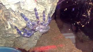 Gooty Sapphire Ornamental (Poecilotheria Metallica) feeding #2