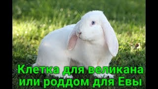 Клетка для великана или роддом Евы