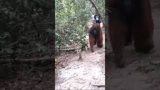 Orangutan king coming |tanjung puting national park l indonesia orangutan tours