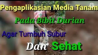 TUTORIAL PENYIAPAN MEDIA TANAM BIBIT DURIAN