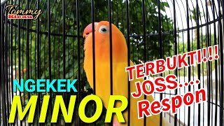 Pancingan lovebird Minor!!terbukti joss dan respon