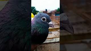 #pigeon #bird #nafeespigeon #kabutar #shortsviral #shorts