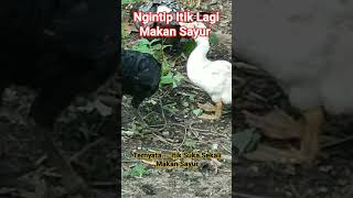 Ngintip Itik Lagi Makan Sayur