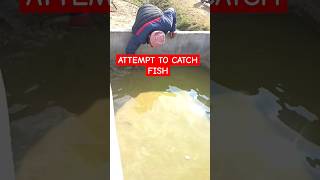 Try to Catch Fish#shorts#youtubeshorts