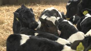 GAIN - Ruminant Feeds - Colostrum Management