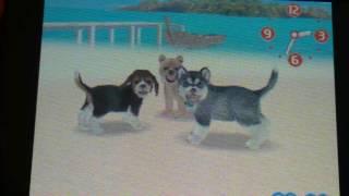 Dancing Nintendogs