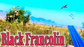 Black Francolin Kalay Teetar ka shikar partridges Hunting Gungdogs session 2022_2023 Pakistan Video