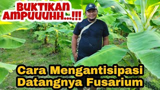 Cara Mengantisipasi Datangnya Fusarium Pada Pisang