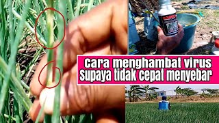 cara& langkah menahan virus& memperlambat perkembanganya,supaya tidak meluas