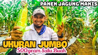 Panen Jagung Manis Super Besar, 500 Gram Per Buah.