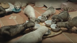 Saving injured ferrets and giving them a second chance at life | Animal rescue compilation