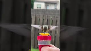 Hummingbirds ROCK!💕🩷🤣 “Hummingbird Hello” #shortvideo #shortsfeed #hummingbird #shorts #birds