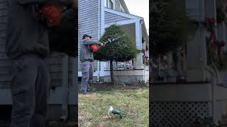 More Shrub Trimming 😒 Time Lapse