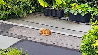 Afternoon Nap Club for a Sleepy Fox in West London