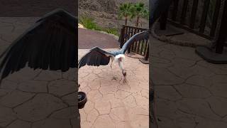 Palmitos park Gran Canaria #shortvideo #shorts #animals #bioparque #animal