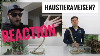 Ameisen als haustiere halten?  | Antstore | Ameisenanlage | Blattscheiderameisen I Reaction