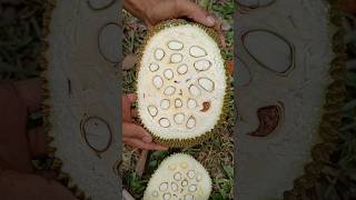 Jackfruit Cutting In My Village 🔪🍈😍 #shorts #youtubeshorts #fruitcutting #jackfruit