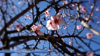 Video HD Almendros en flor