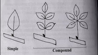 Tree ID Secrets