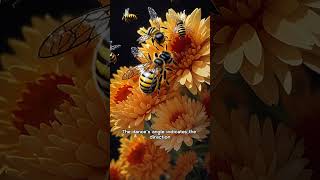 Interesting Facts: Honeybees' Dance