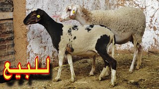 جوج دمانية ملاحة ضارات بتلات اشهر .. لـلـبـيـع🐑🏅