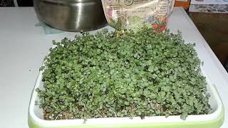 Microgreens No Soil 6-15-24