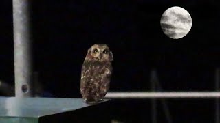 Short-eared Owl in Rathlin harbour - a very unexpected sight!