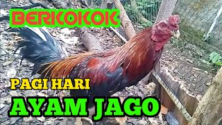 DI PAGI HARI AYAM JAGO INI SELALU BERKOKOK LAMA!!