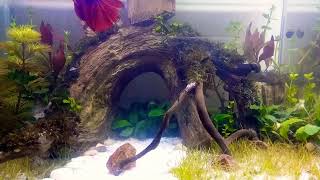 Aquascape #11