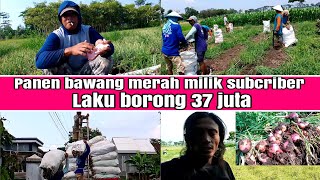 panen bawang merah milik subcriber,laku 37 juta