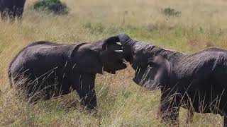 Young elephants are playing with each other in the savannah. Kenya. Masai Mara