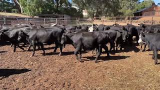 Canowie cattle co 90 Angus backgrounders