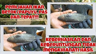 PEMIJAHAN IKAN PAPUYU/BETOK,  KEBERHASILAN DAN KEBERUNTUNGAN PASTI DAPAT!!!