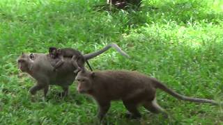 Monkey Baby Enjoy Eating With Family