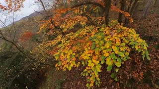 Stříbrňák - poslední letošní listy