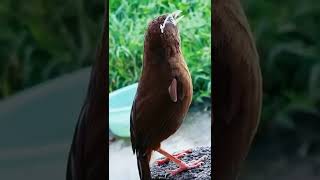 Wambi burung kacamata #shortsvideo #shorts