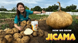 Sengkuang Johor Pilihan Petani | MOST BEST Jicama in Malaysia of Bidor SK2