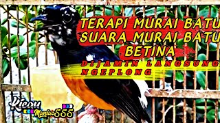 TERAPI MURAI BATU LANGSUNG NGEPLONG , SUARA MURAI BATU BETINA LANGSUNG GACOR PLONG