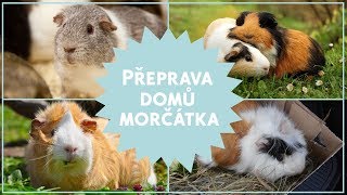 Přeprava domů morčátka #4 🐹