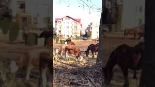 #romania #balkan #cat #balcan #horse #horses #cow #floresti #cluj