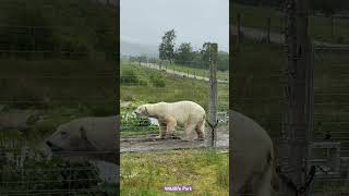 Highlands Wildlife Park #shortvideo