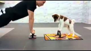 dog exercise