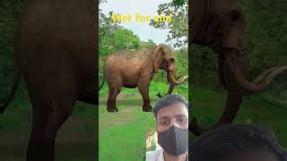 Jungle Safari 😂-#funnyvideo #funny #shorts