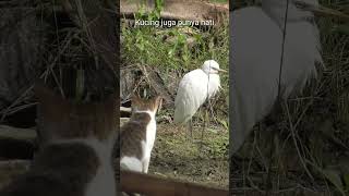 Kucing sungguh berperasaan,gk tega lihat mangsanya.