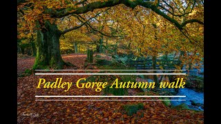 Padley Gorge Autumn Walk: Named one of the best woodland in the UK. 4K video with Relaxing Music.