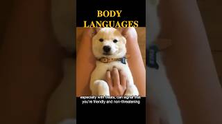 Useful Body Languages to Communicate with your Dog #shorts