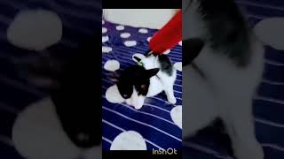 My cat reaction #shorts #ytshorts #viral #cat #trending #reaction